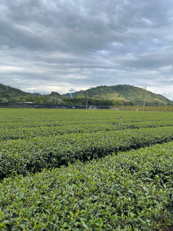 Summer with Cha: Journey to Our New Taiwanese Specialty Teas